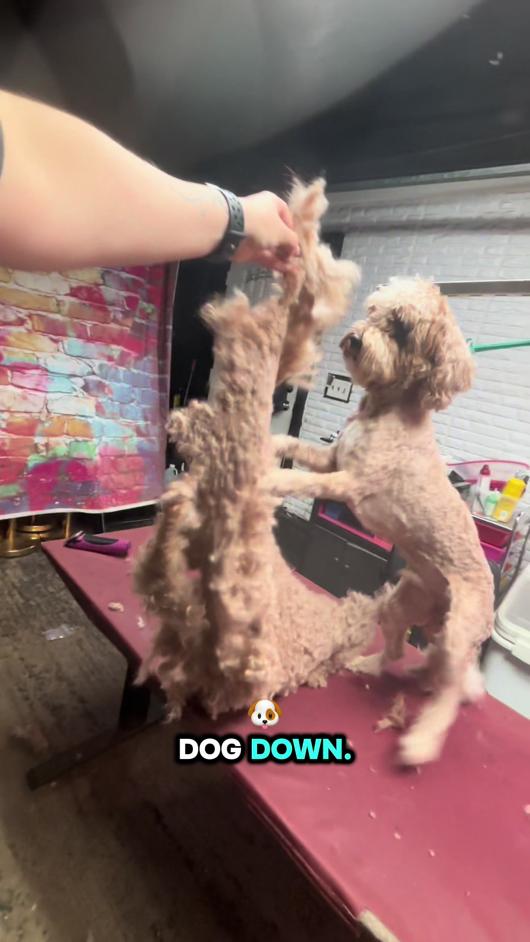 @PRETTY PAWS FURRY SALON🐾💜