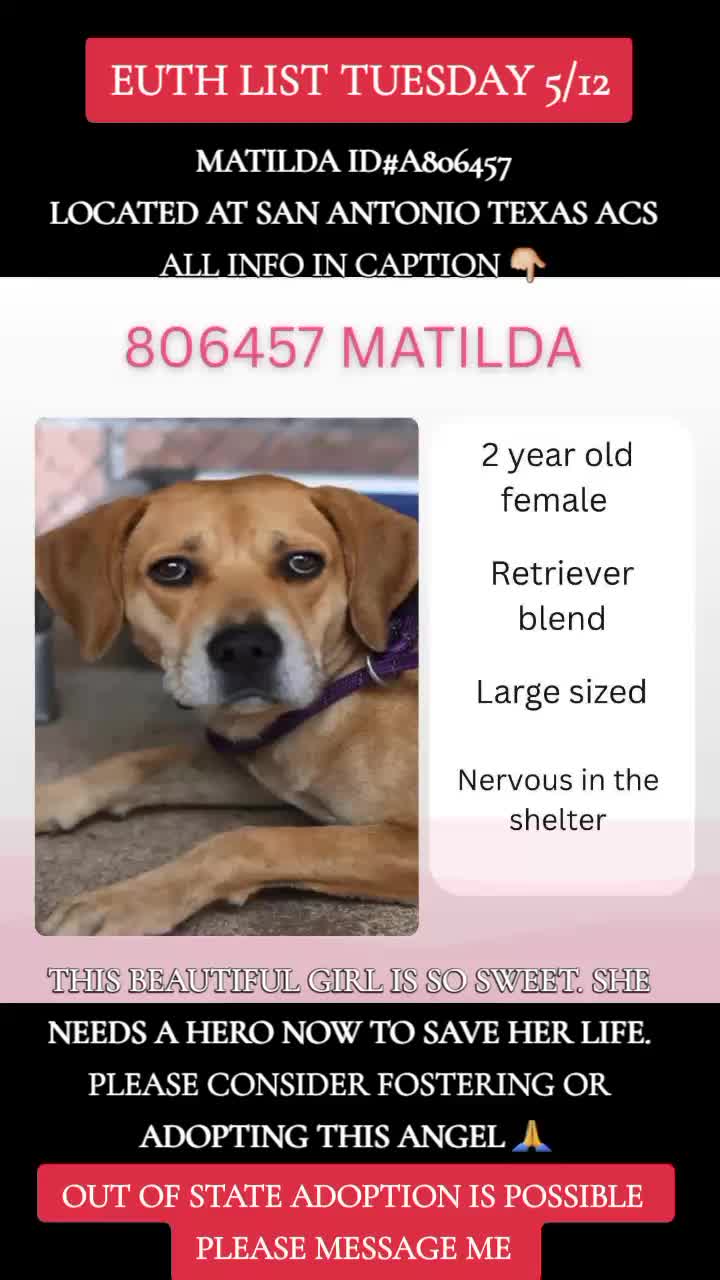 @@rescuedogs911
