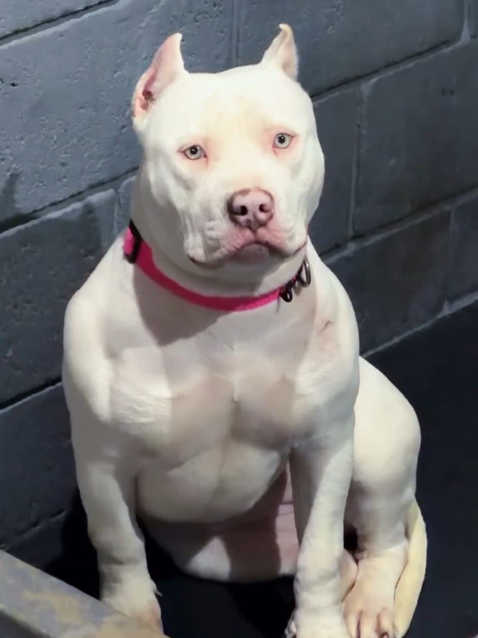 @K9 DZ