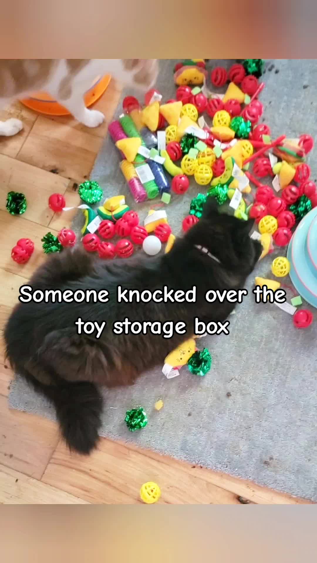 @No More Sad Kitties
