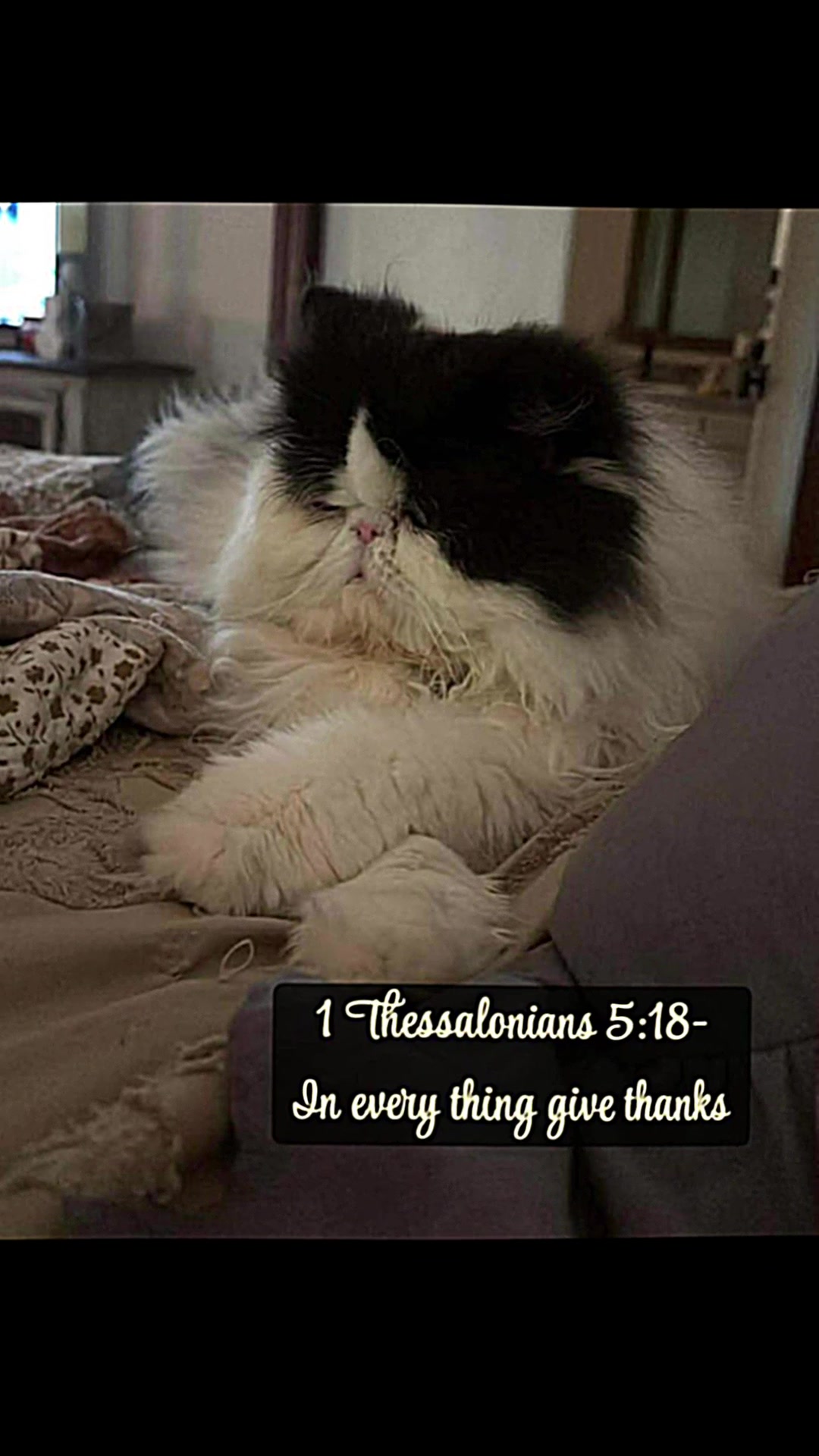 @𓃠Melissa’s𝟙𝟘LilFluffs𓃠