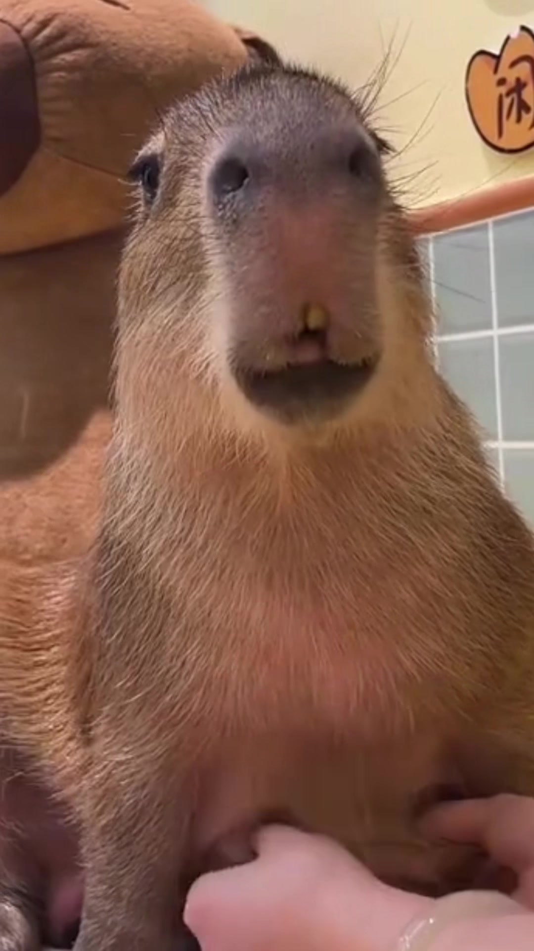@Capybarabaramedia
