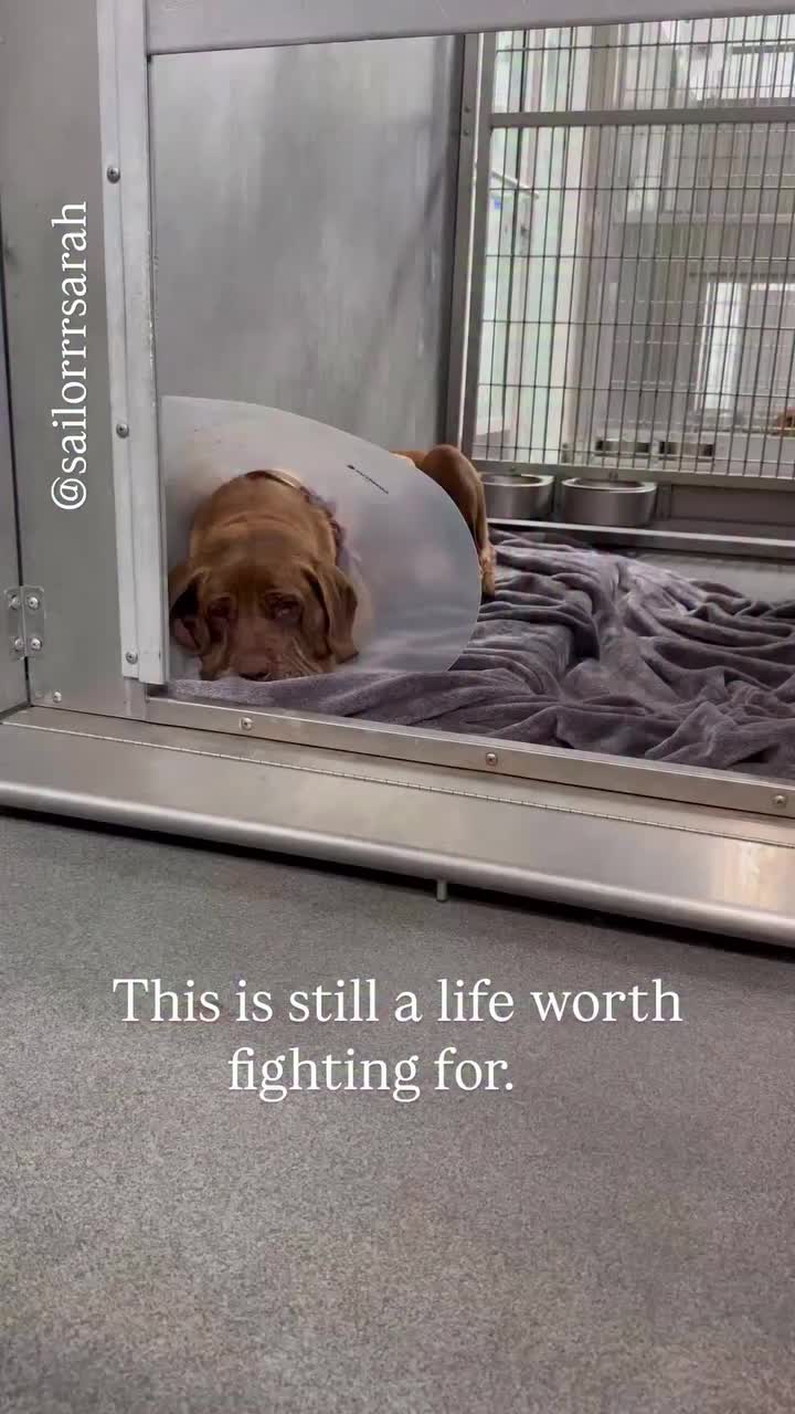 @Cane Corsos