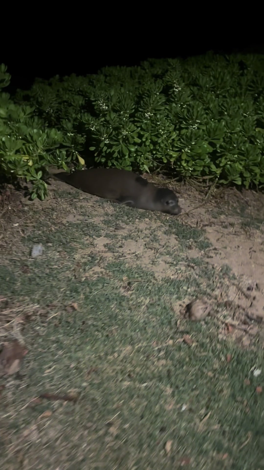 @Hawai’i loa kūlike kākou