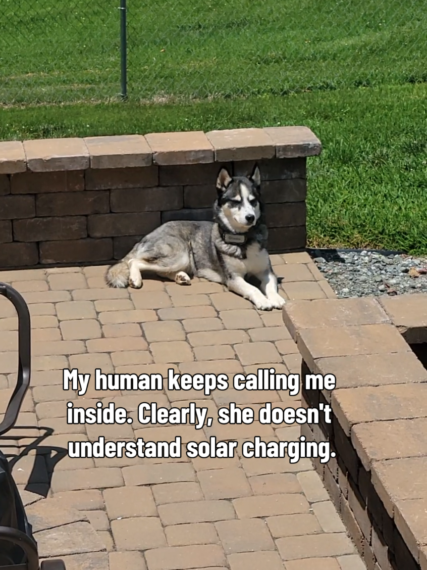@the Hussey Husky