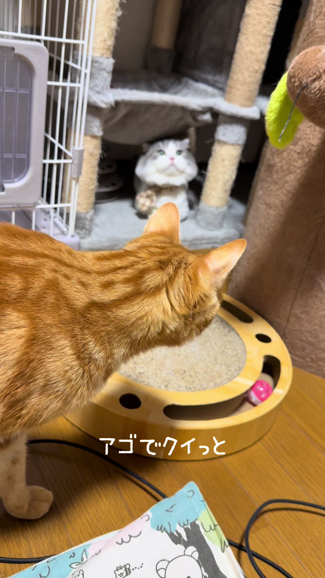 @ネコたまちゃんねる