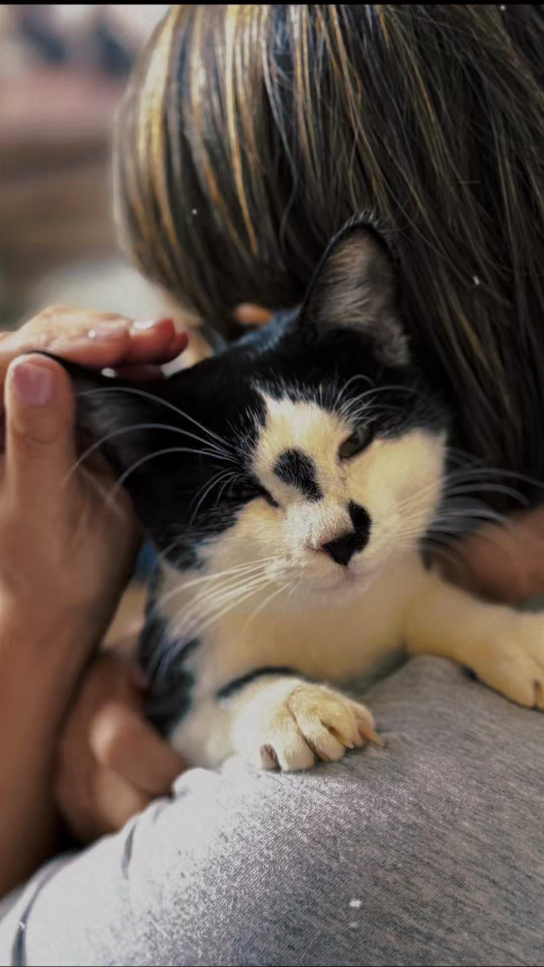 @North Toronto Cat Rescue