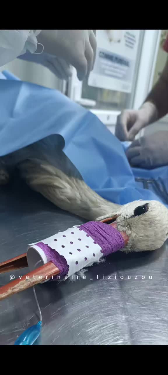 @Veterinaire Tizi-Ouzou