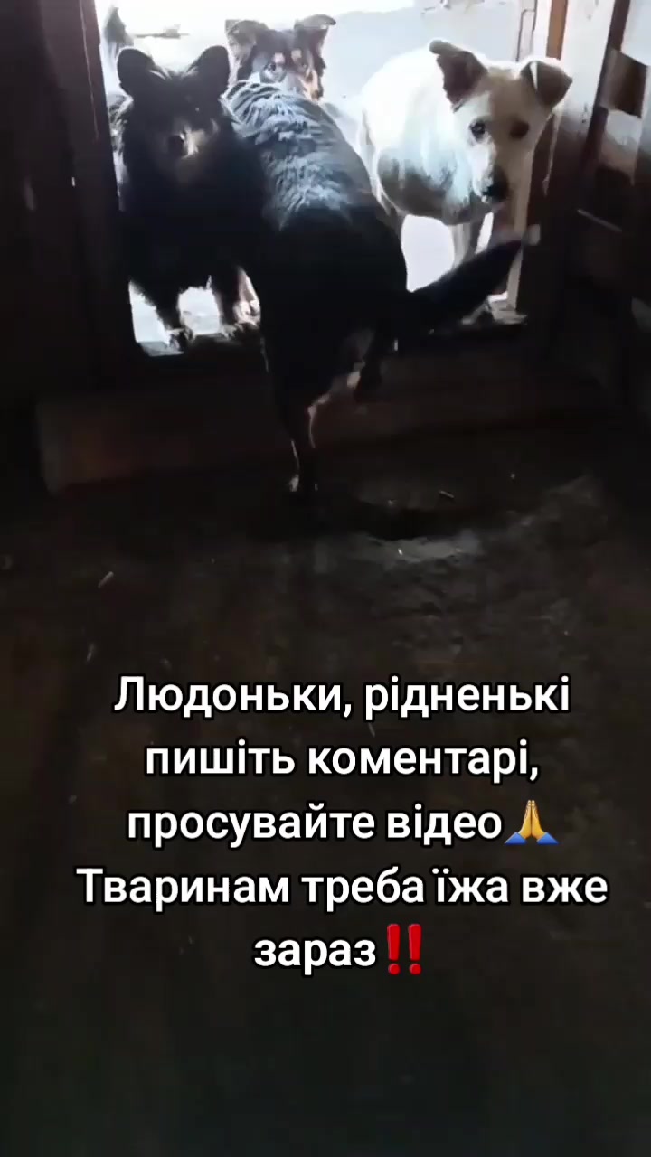 @tvarinkidobra