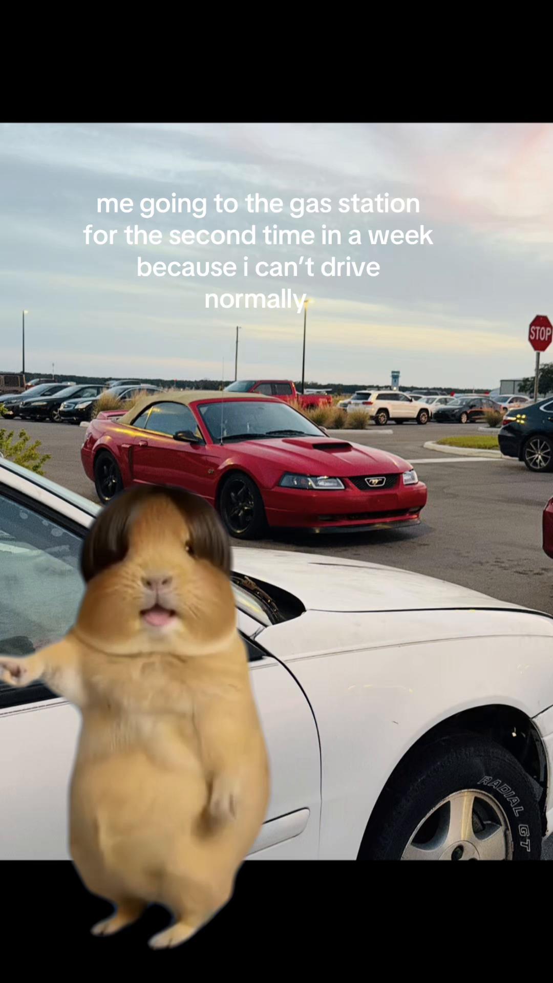 @that.new.edgemustang