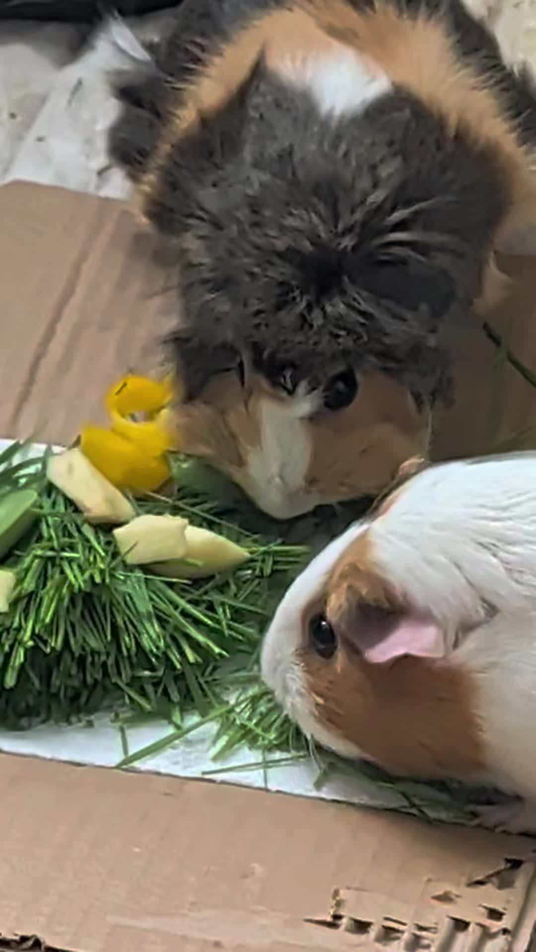 @Furry Potatoes