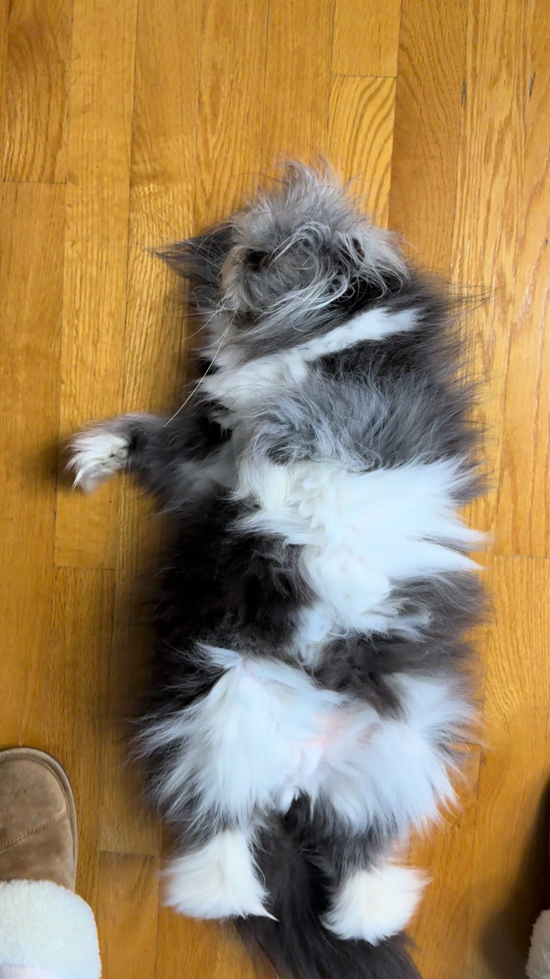 @atchoumthecat