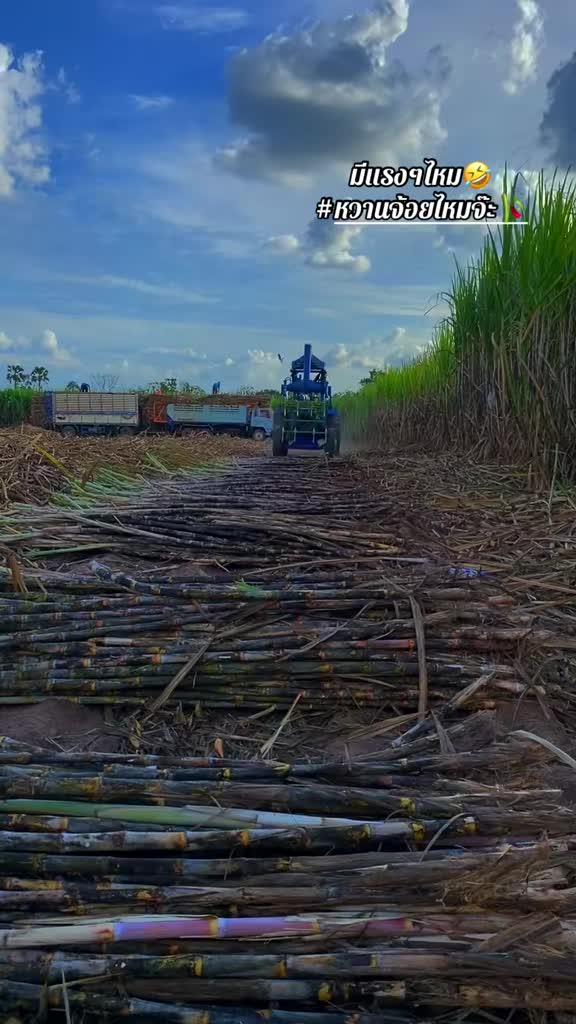 @เถ้าแก่น้อย🧑🏻🌾🫶🏻💨