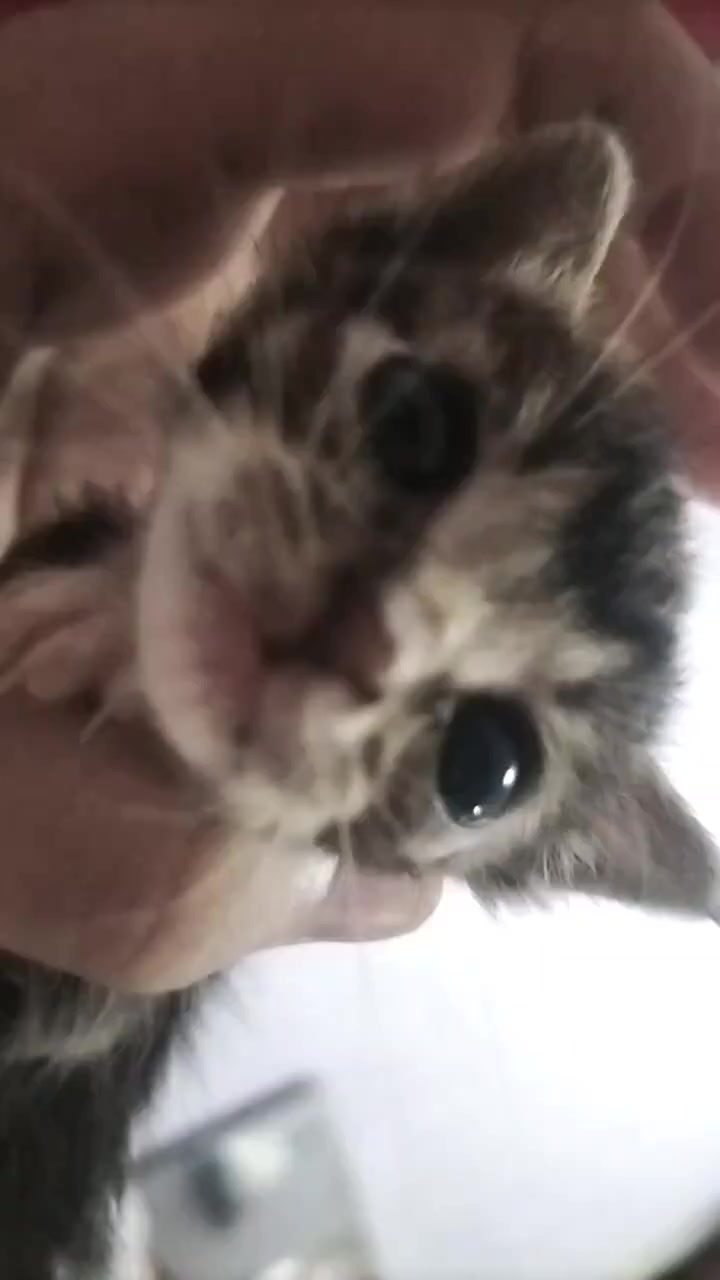 @catbosssss