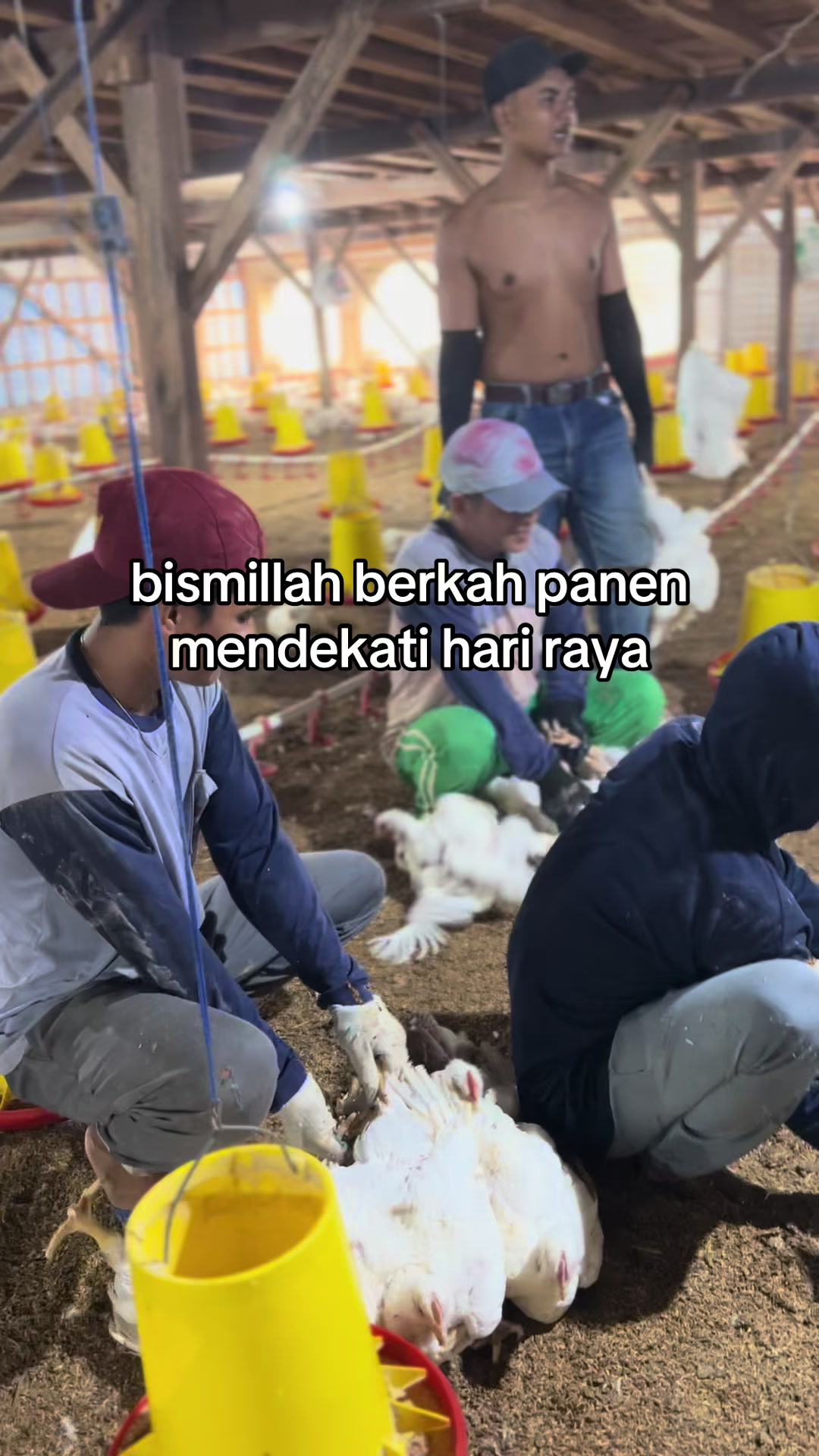 @BN Farm Broiler🐔