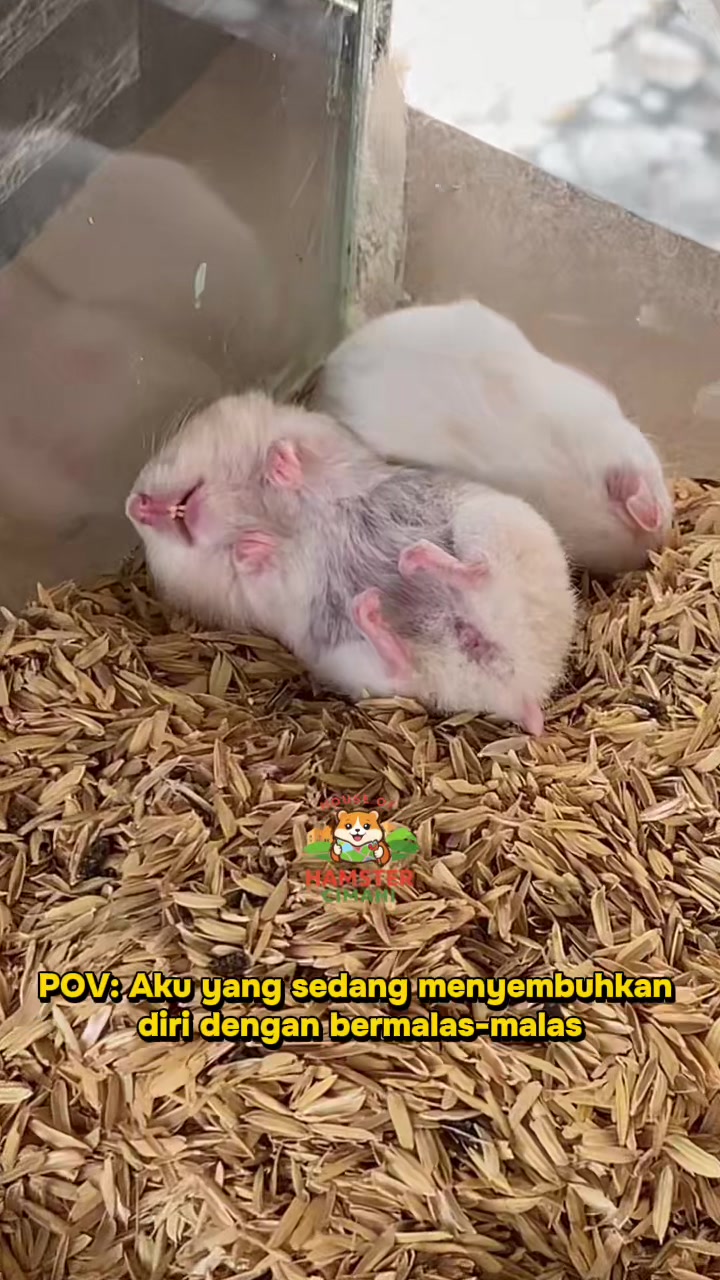 @House of Hamster Cimahi
