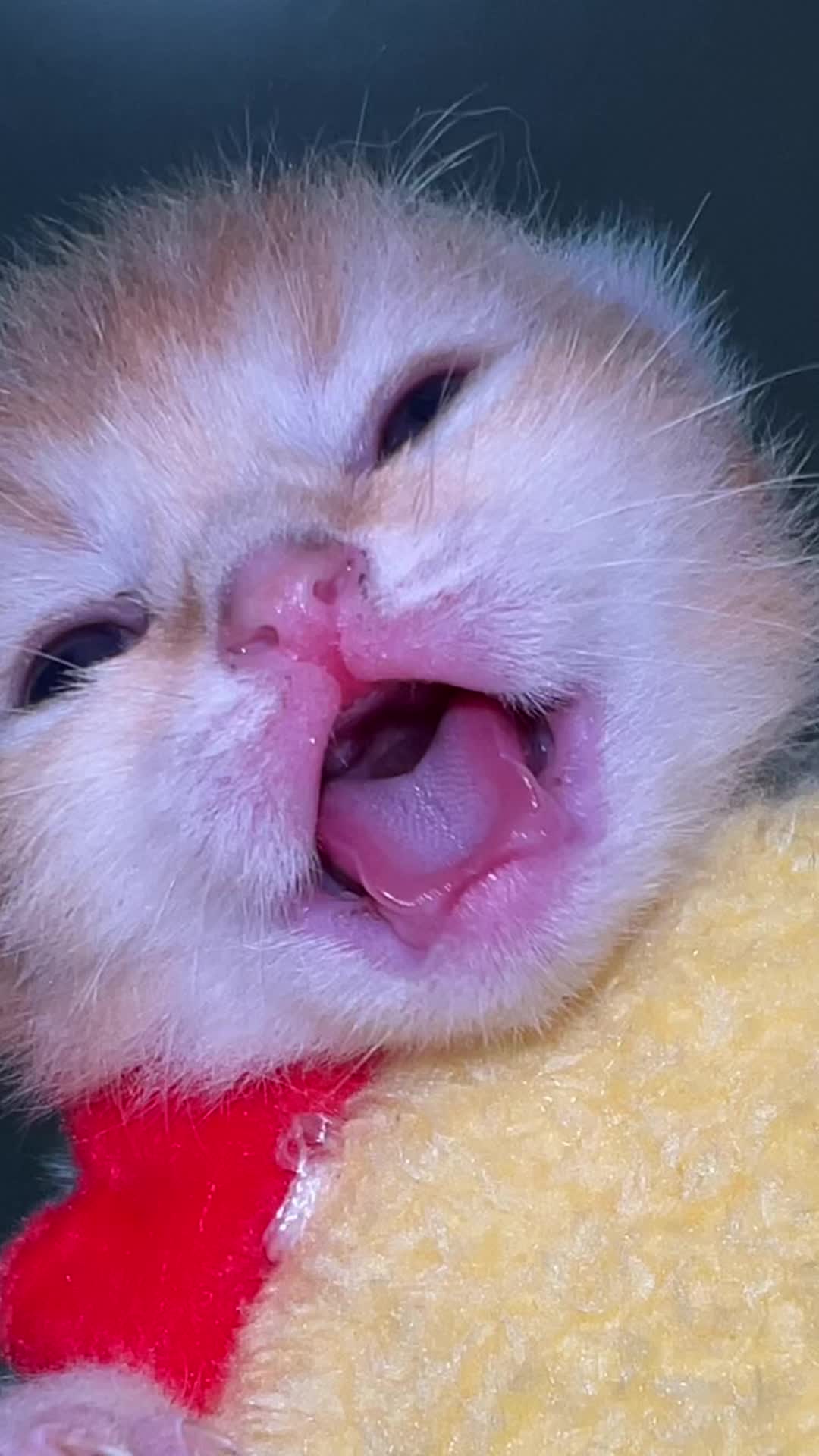 @Soothing Cats😻
