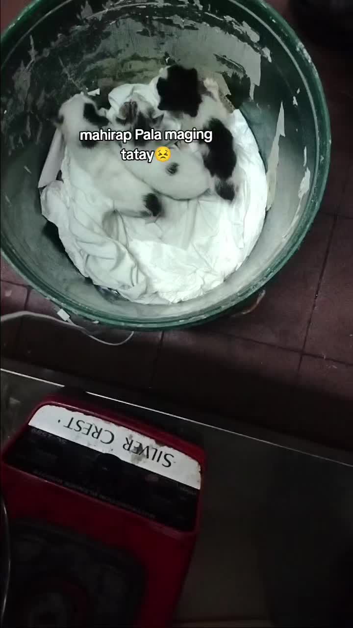 @Khai