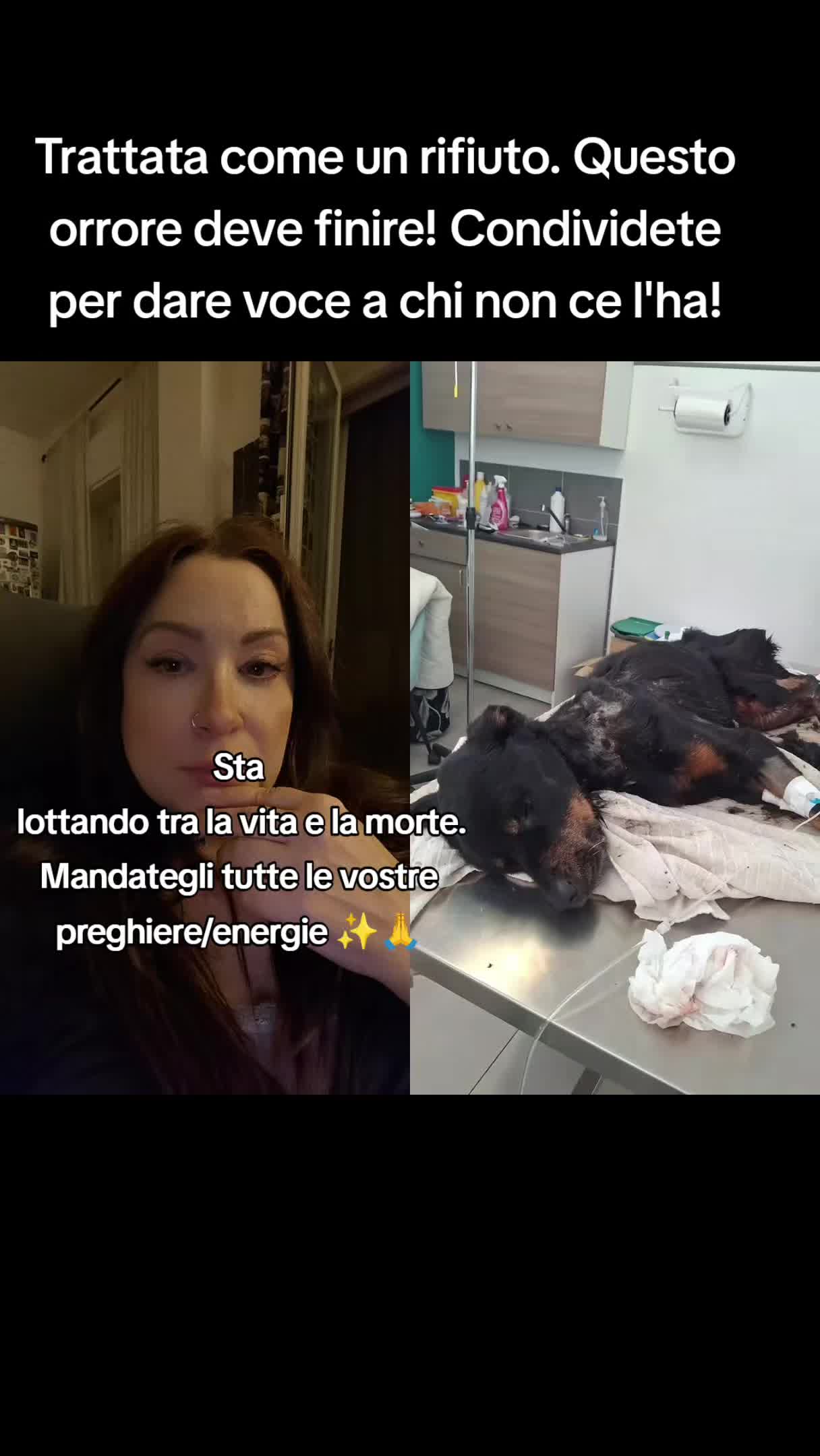 @🐿️ Gabriella 🐻🐺