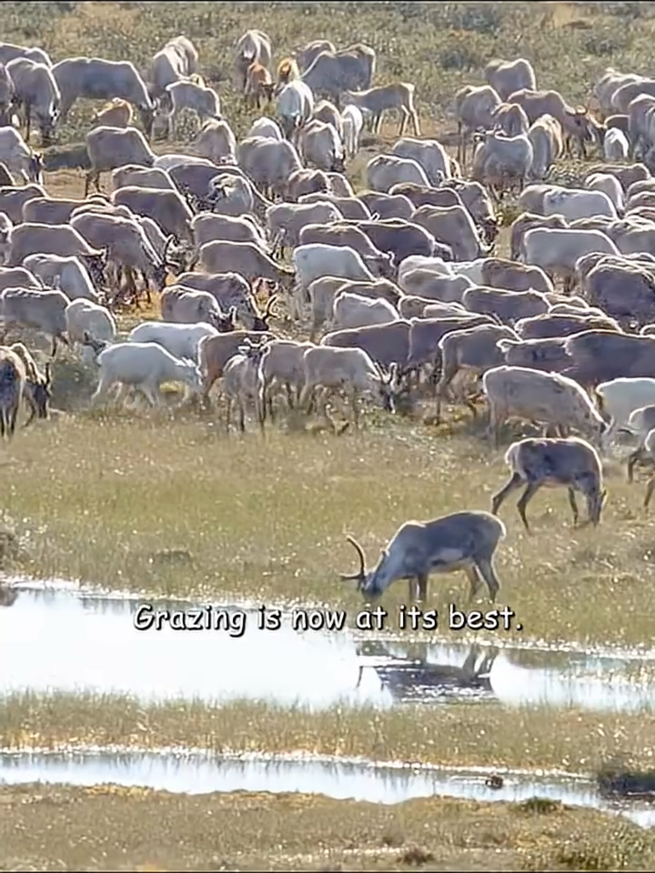 @Animal Life