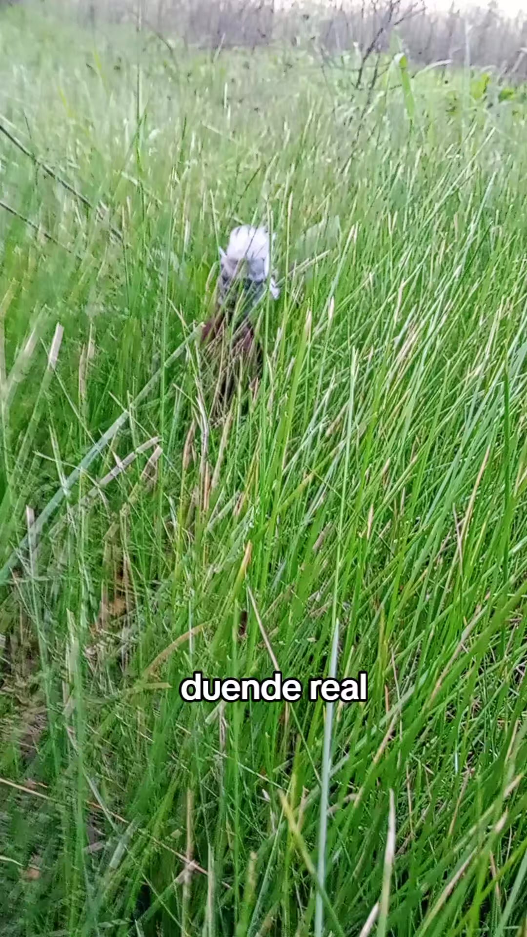 @Falopita el "g&uuml;ende"