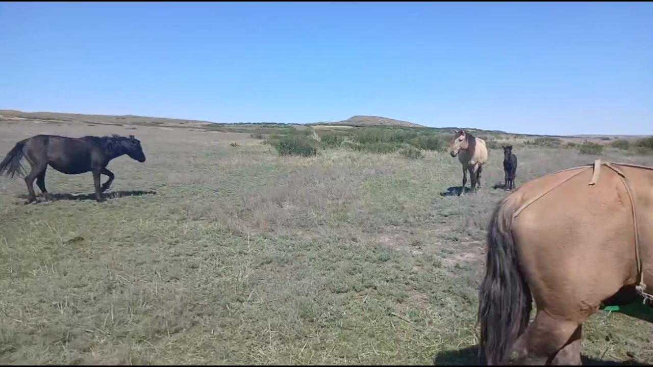 @ҒАЛЫМ ҚАЛАБАЕВ