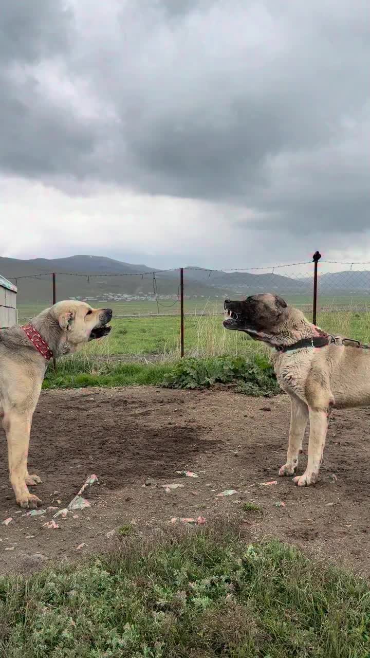 @Fırat yalçın Sevgi