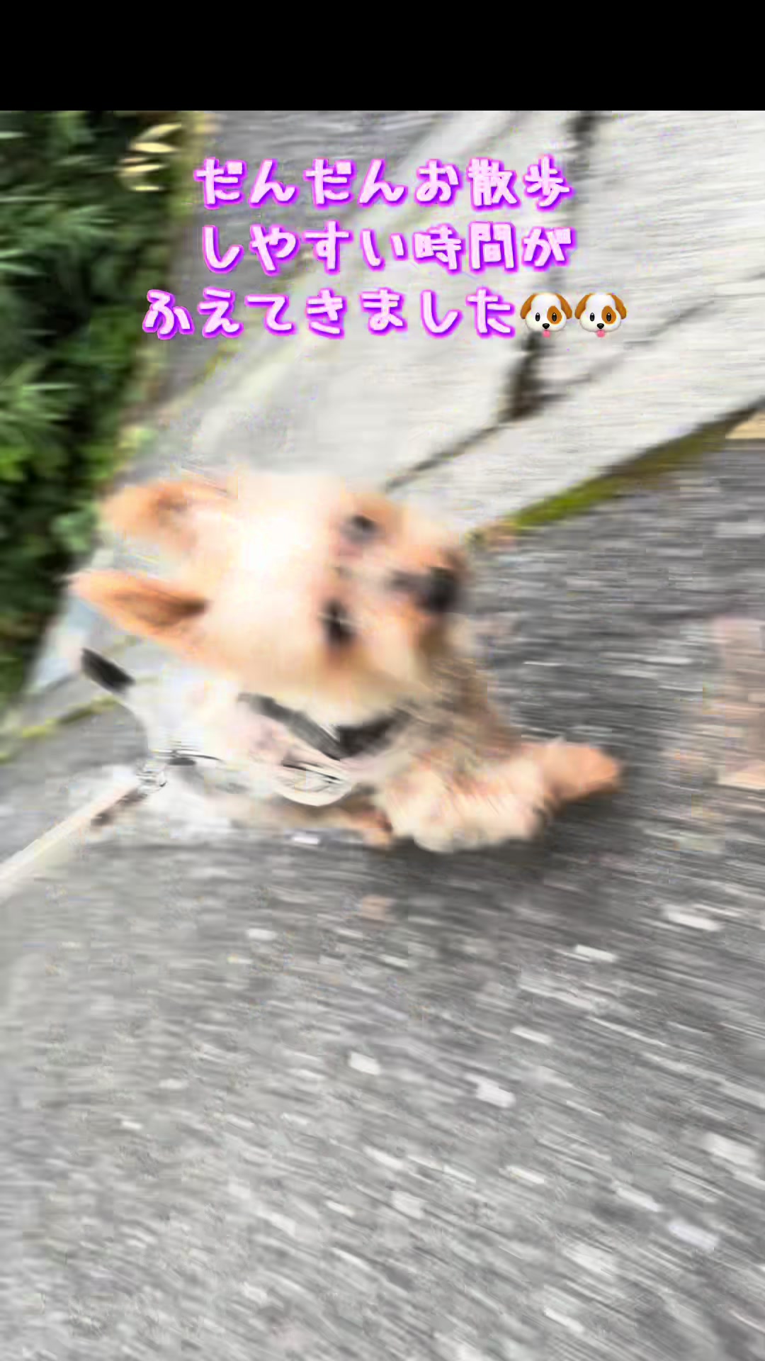 @🎀 ヨーキー のJulie and tia 🎀