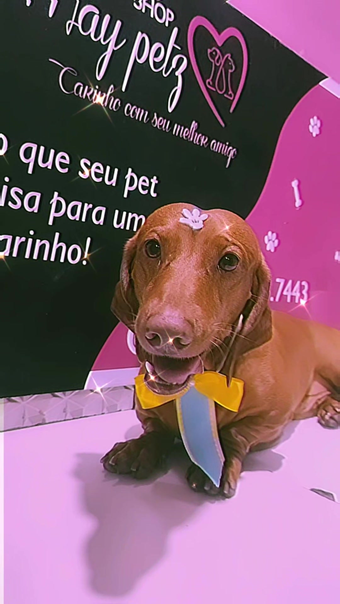 @MayPetz banho e tosa