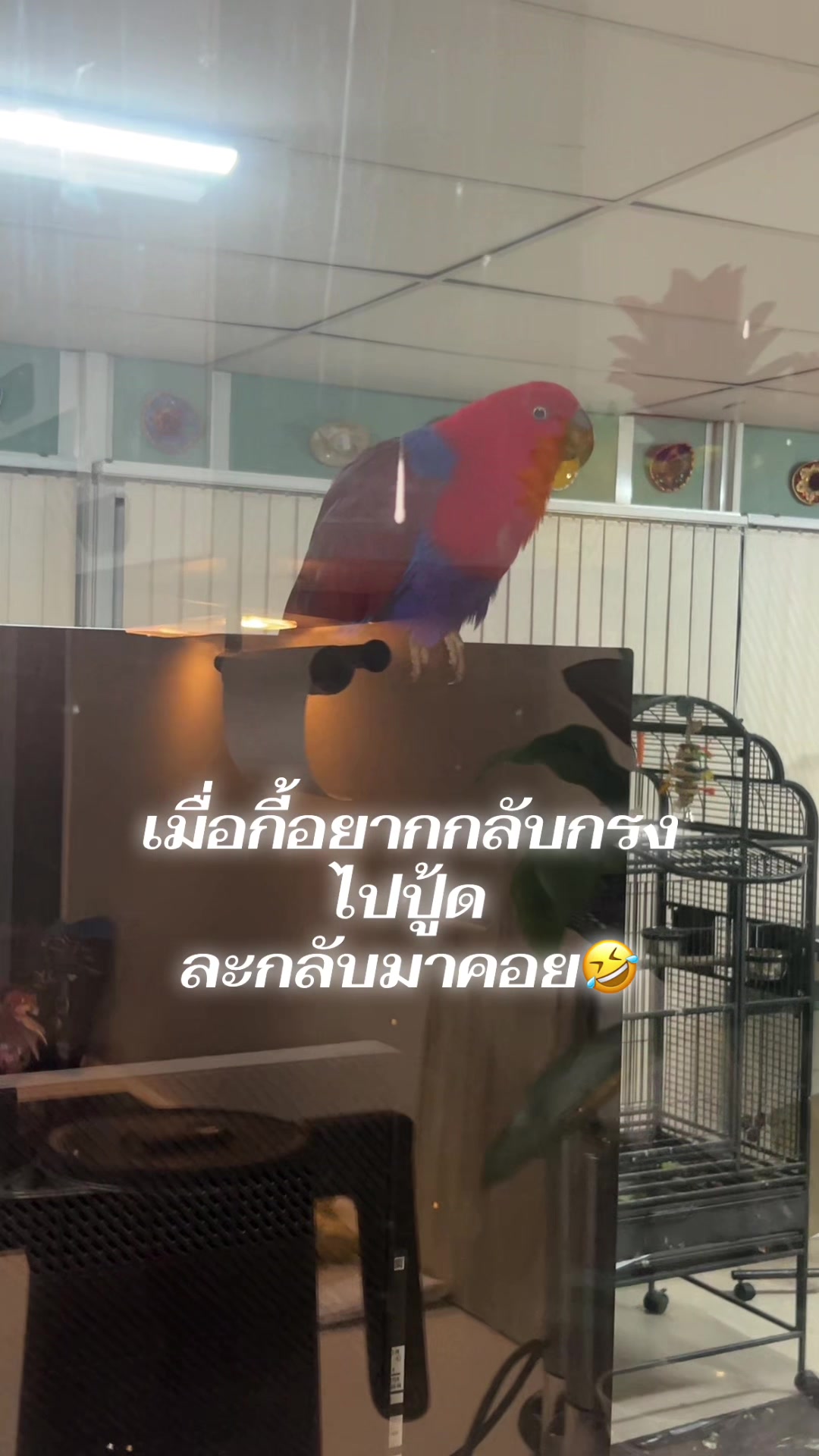 @Female parrot🥰👫🦜