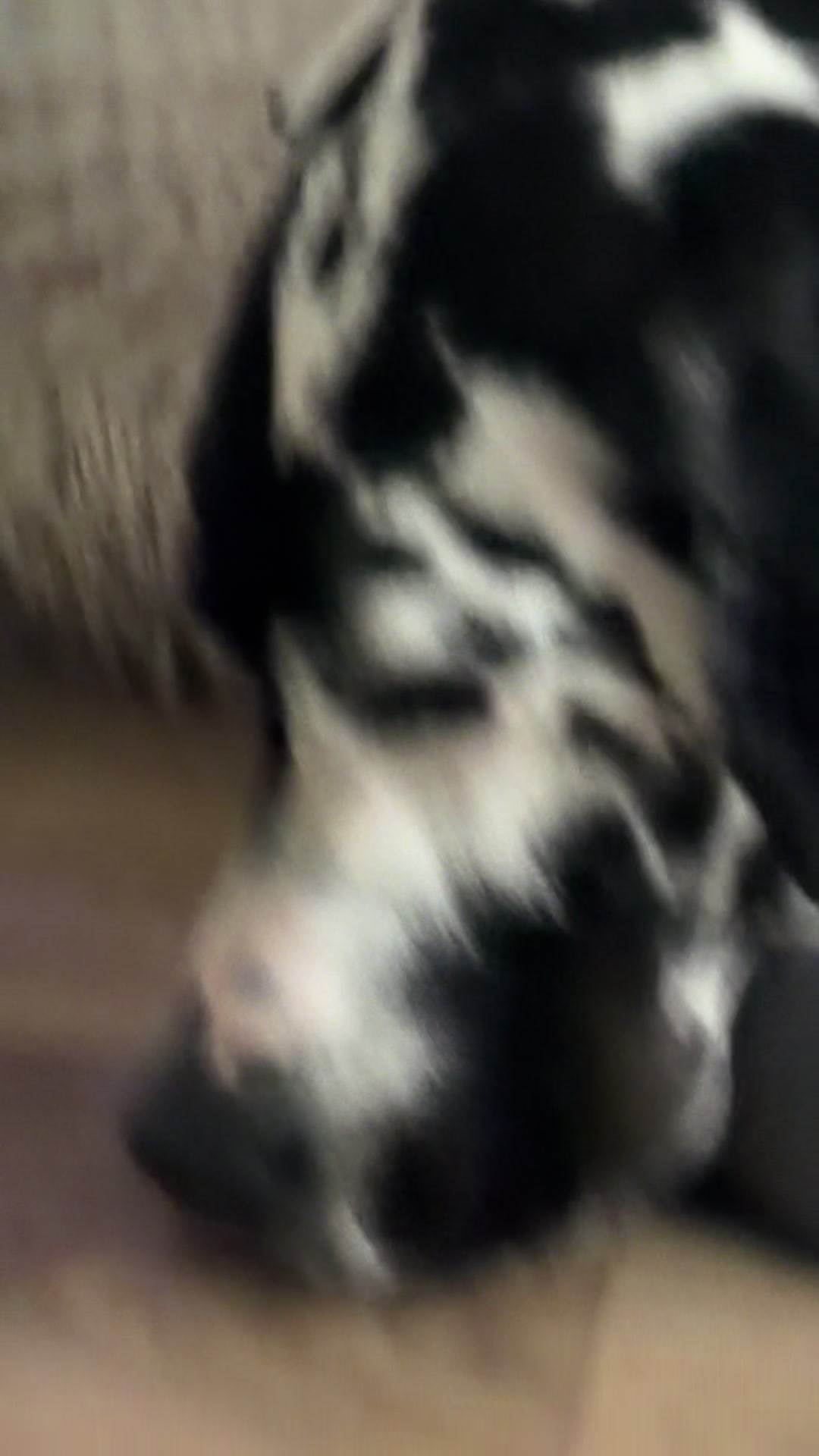 @MBJK just a dog giving smiles