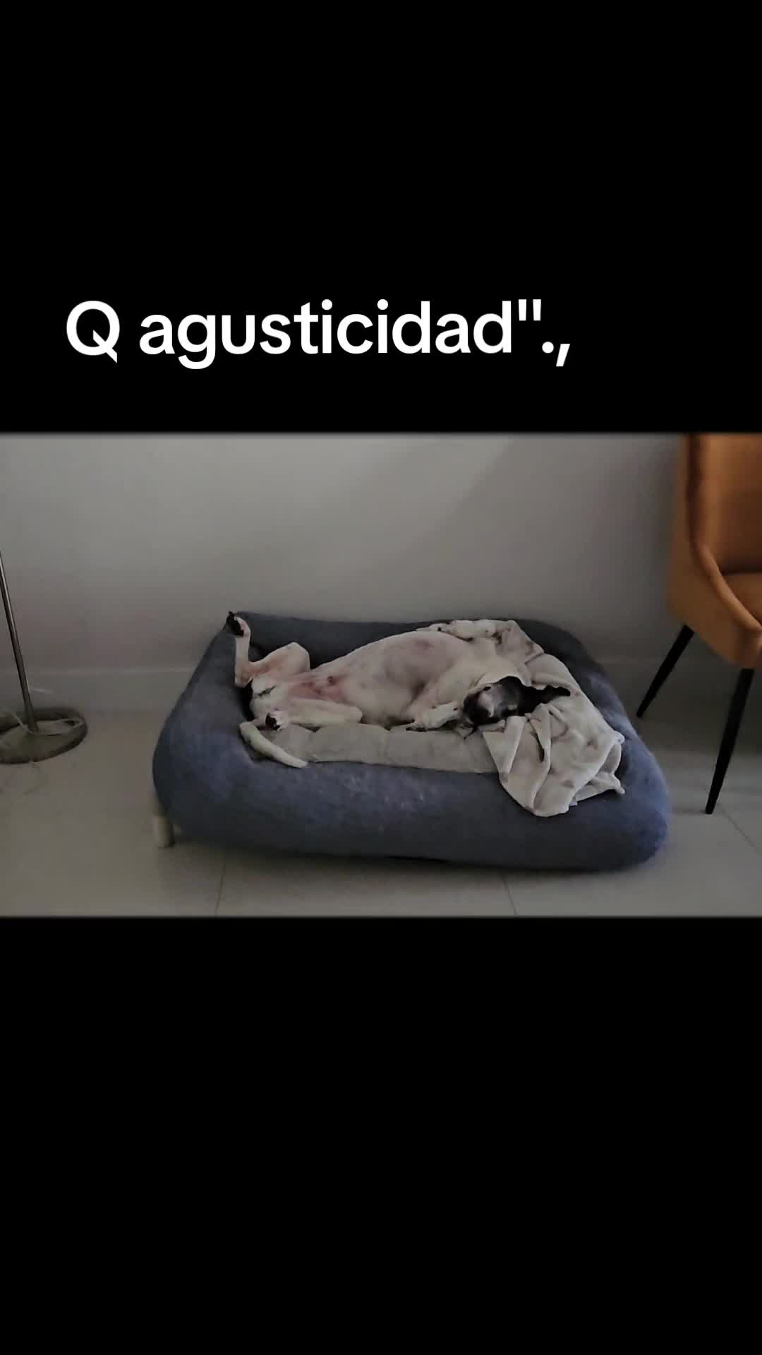 @ANJELICA@