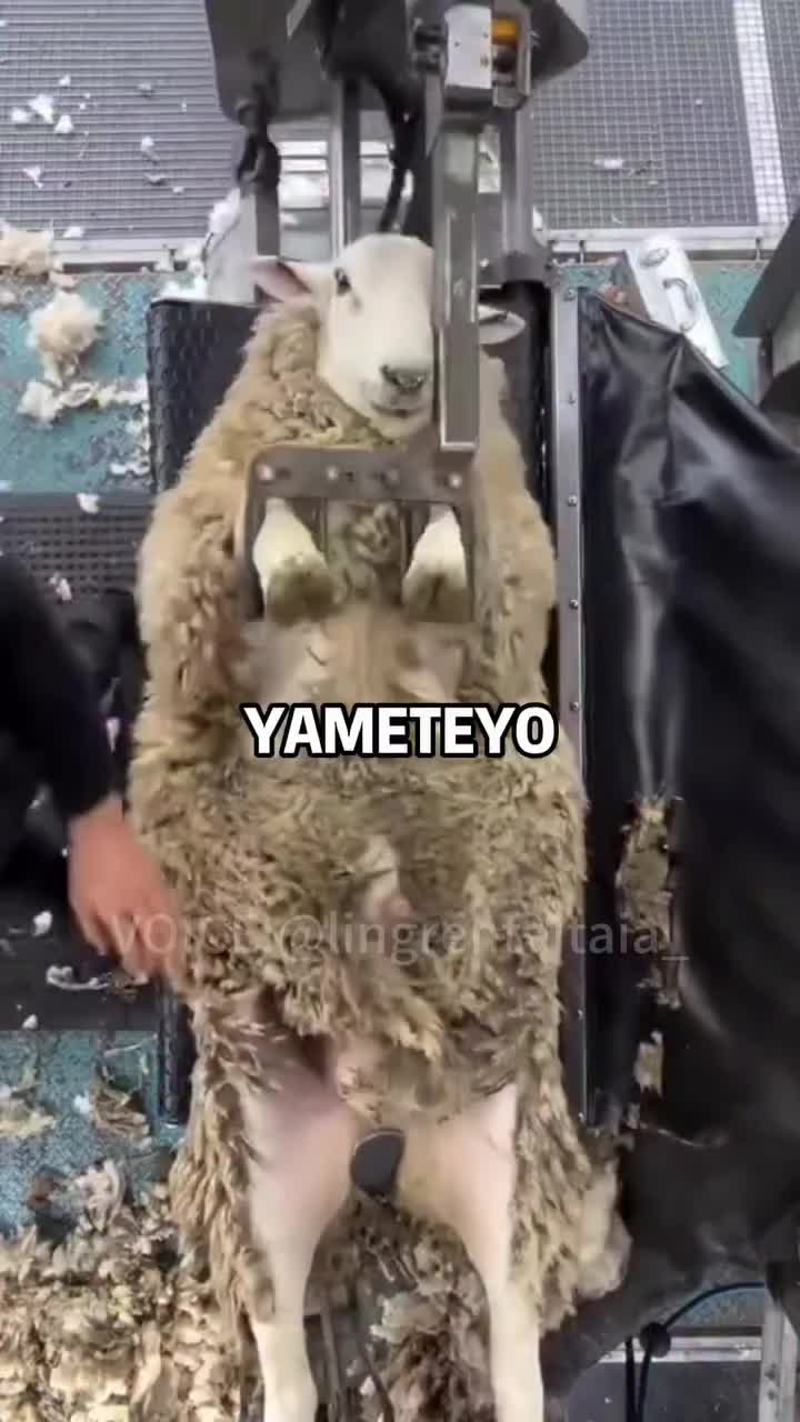 @playboyraccoon