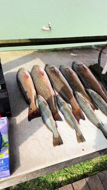@Los Ganchados Fishing 956