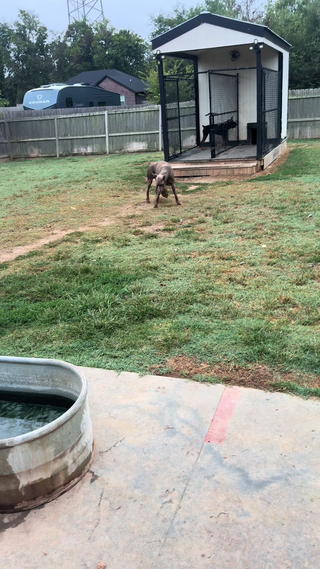 @Turnbull Dobermans