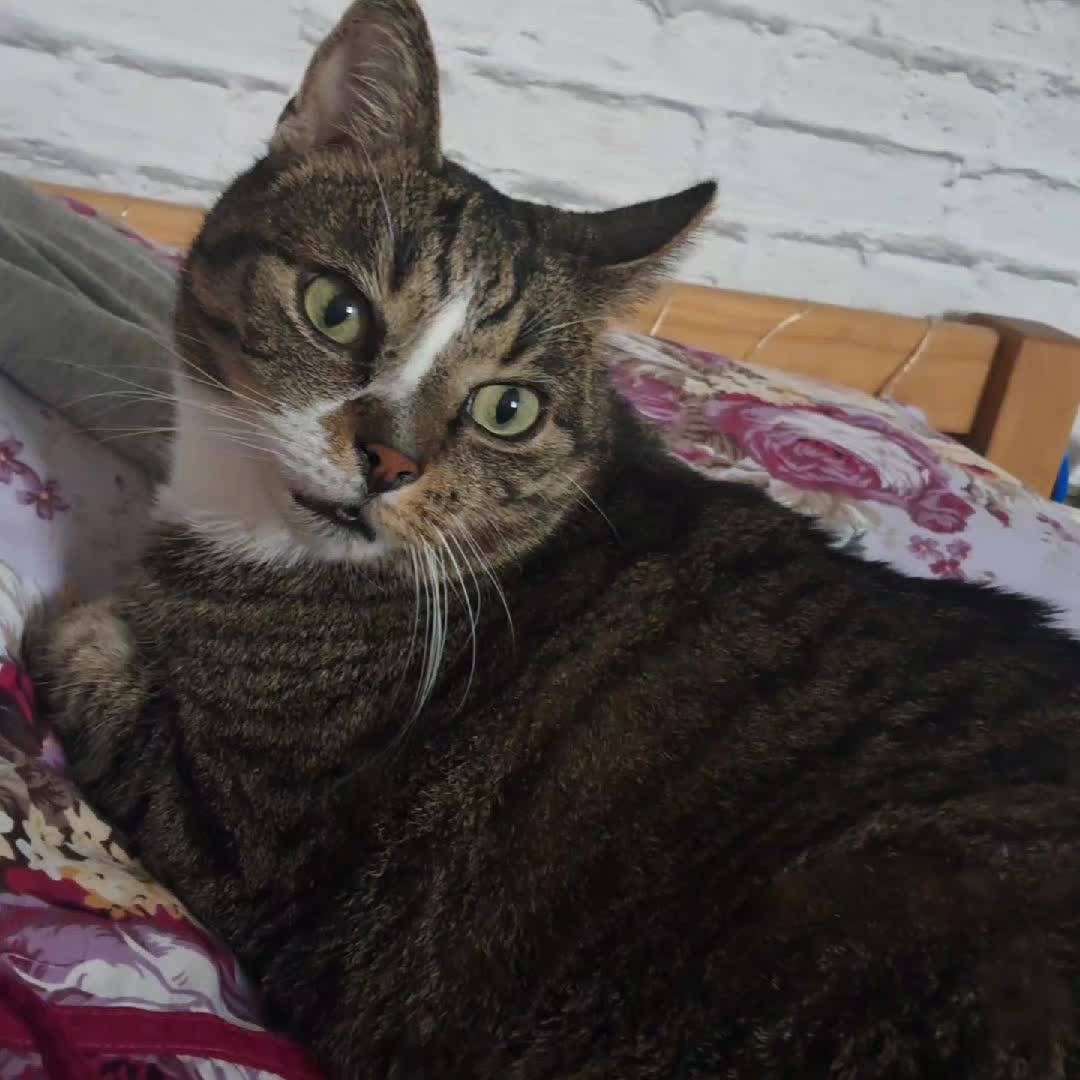@Badcat _DHC🦁🦁
