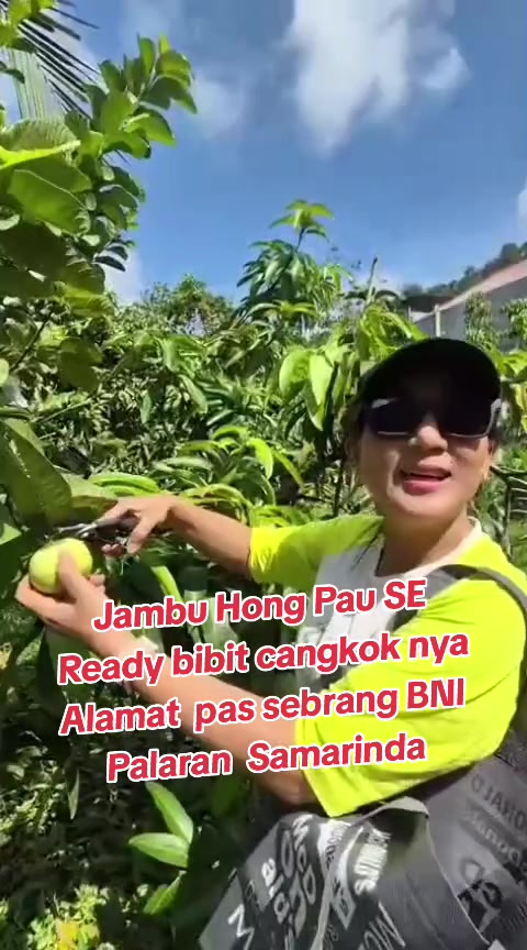 @Bibit khusus samarinda