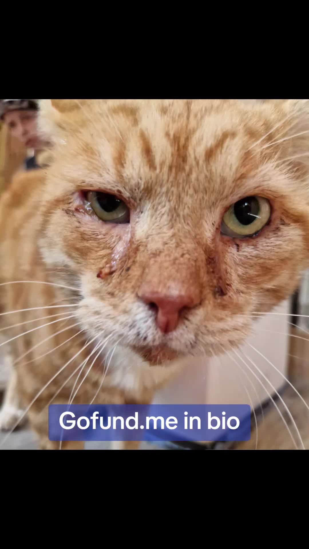 @Glossop Cat Rescue