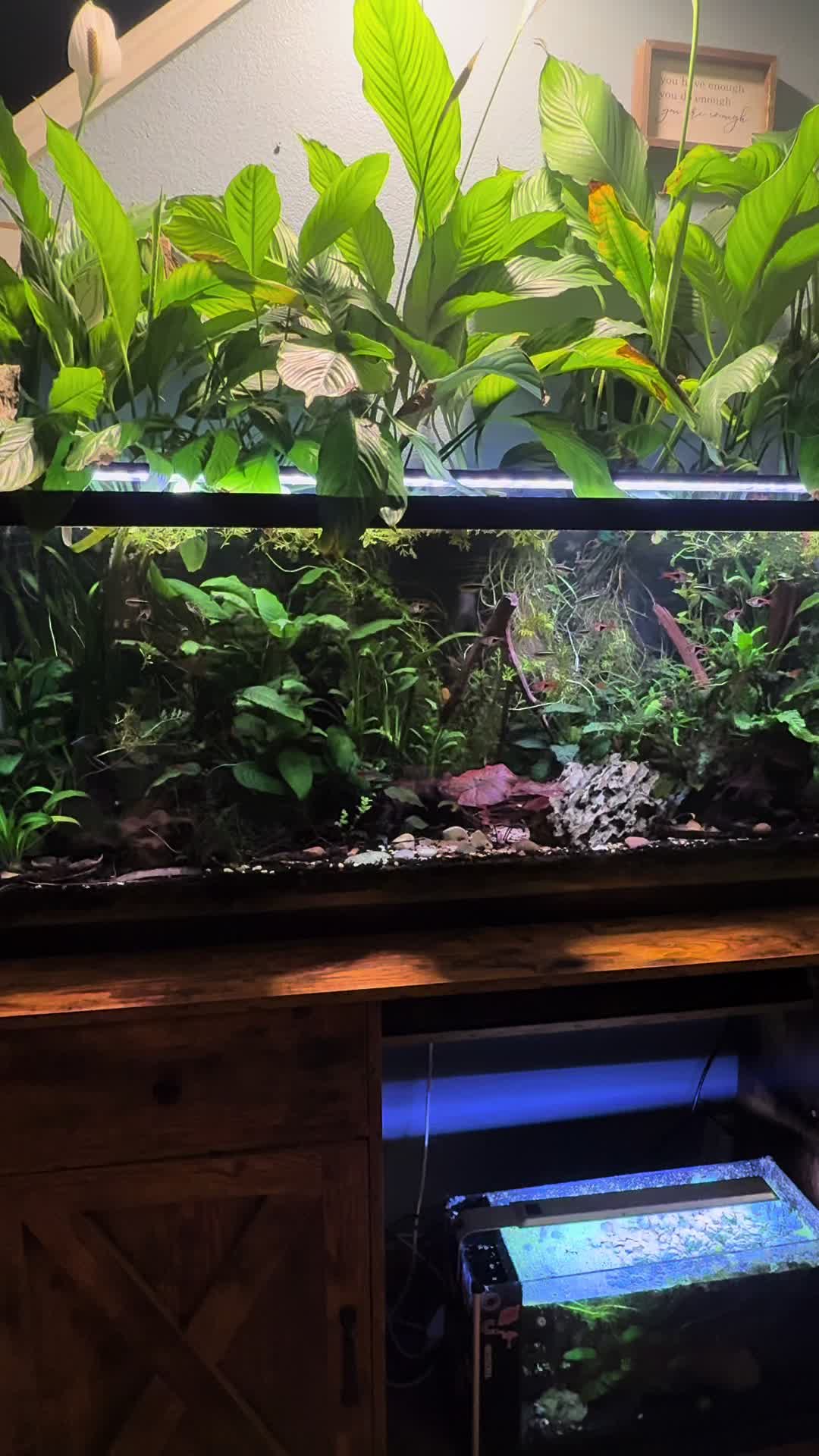 @dannys_fish_and_plants