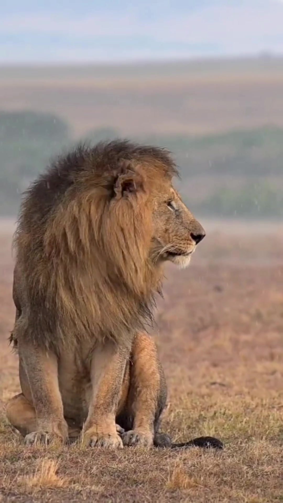 @lion_world5