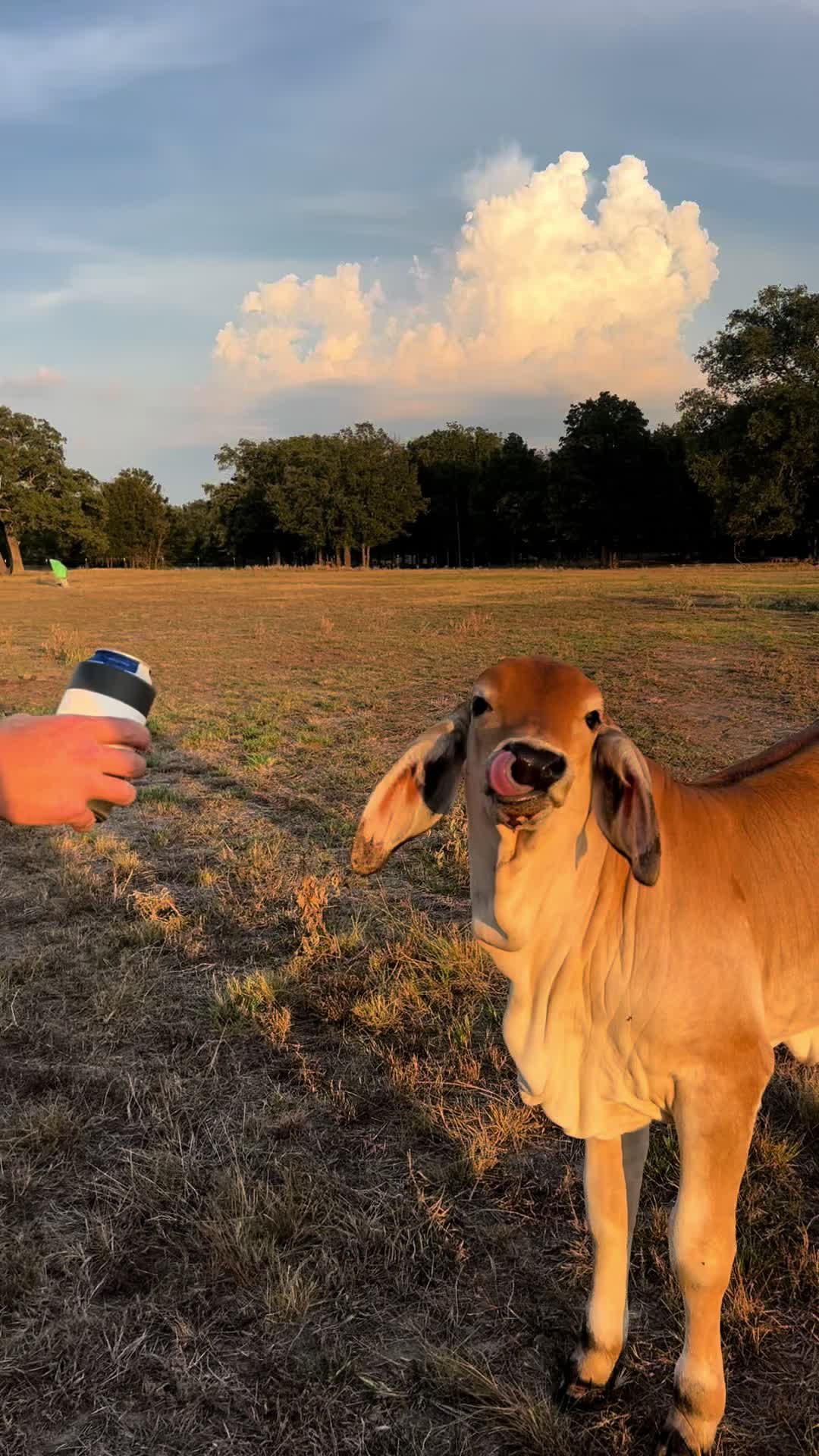 @The V6 Ranch