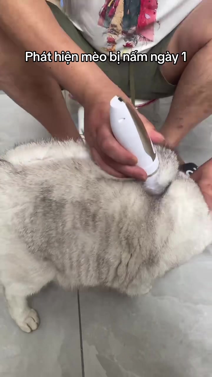 @Skibidi Cat