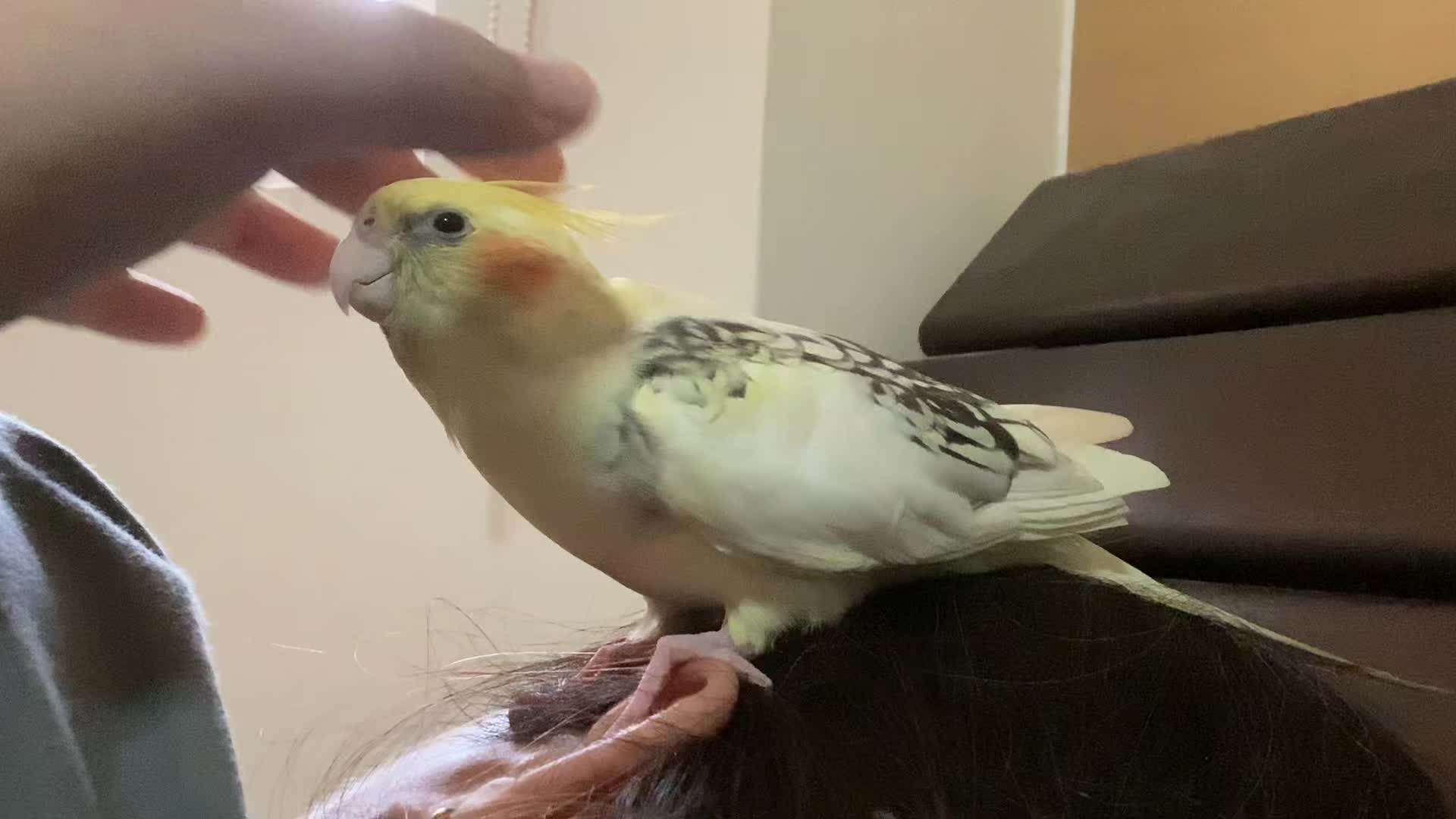 @Lemon_the_cockatiel