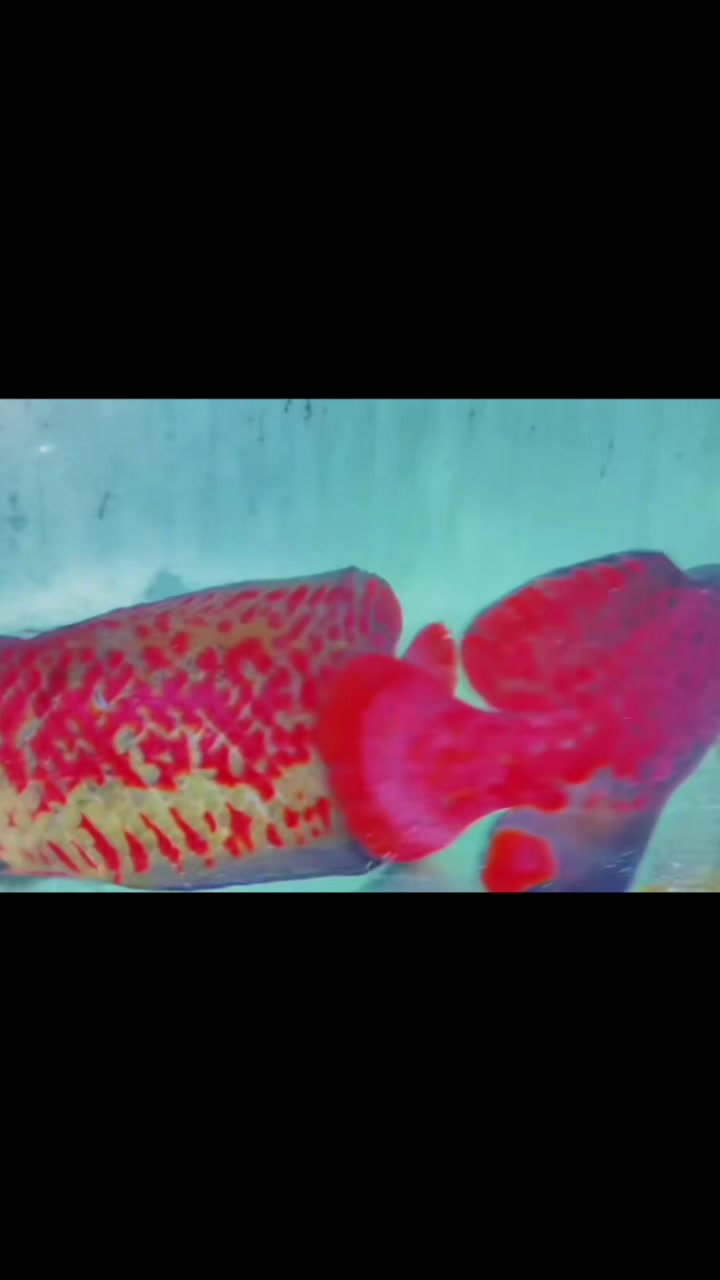 @網上看魚