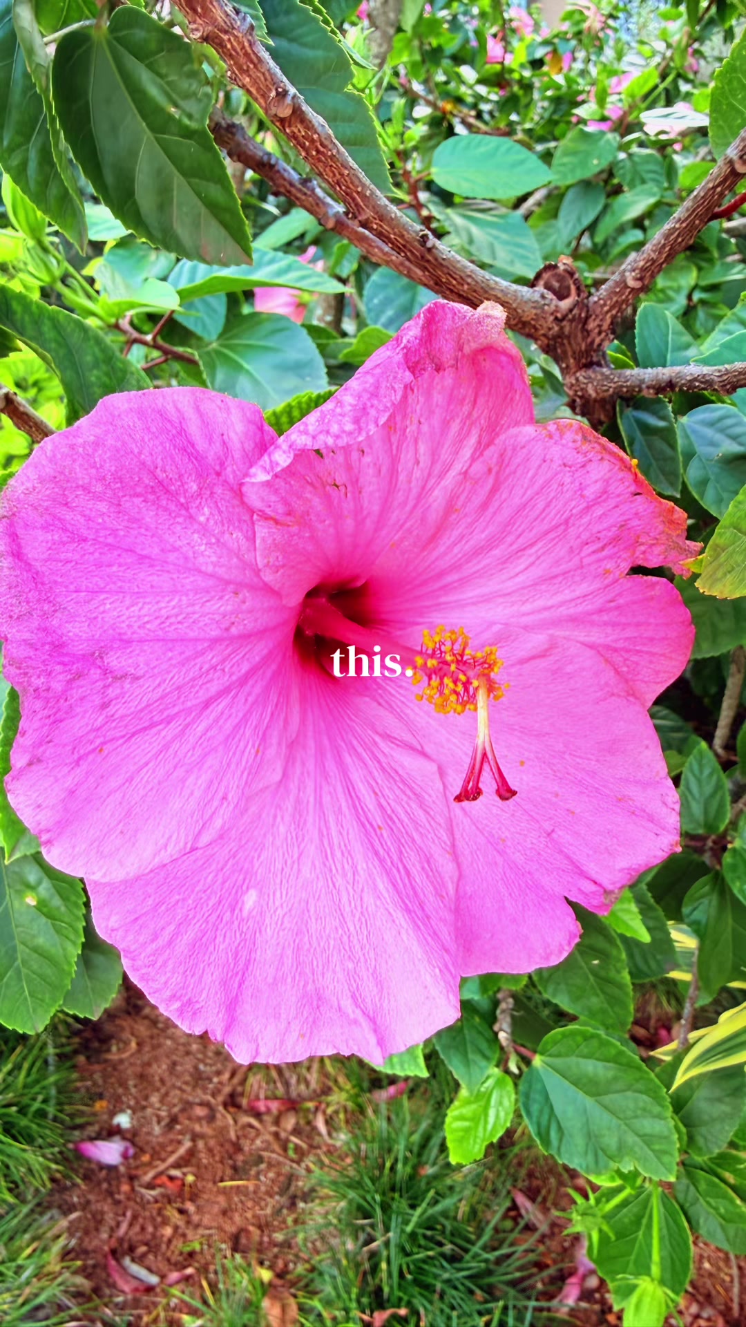 @Mama Jan