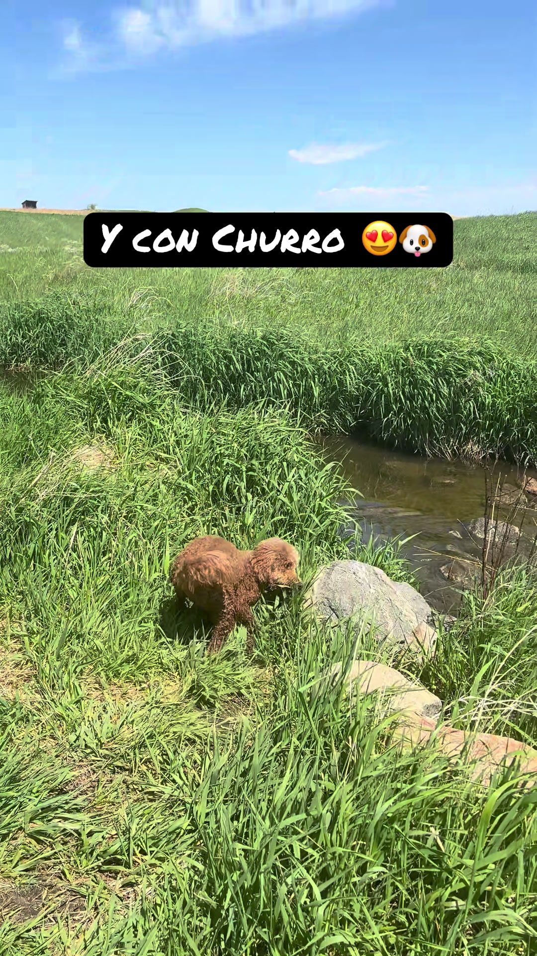 @Reyna y Churro 🐶😍