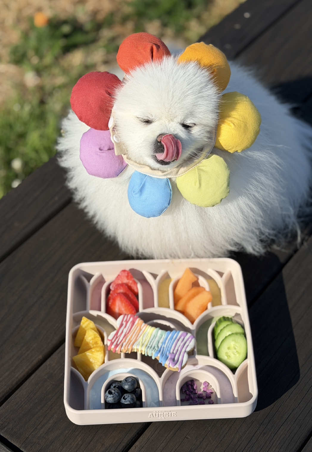 @lil.fluff.ball_mochi