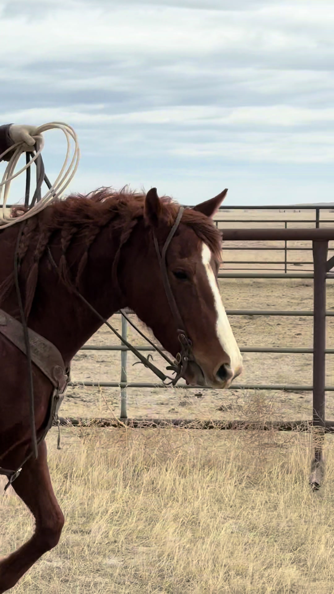@88 Ranch Performance Horses
