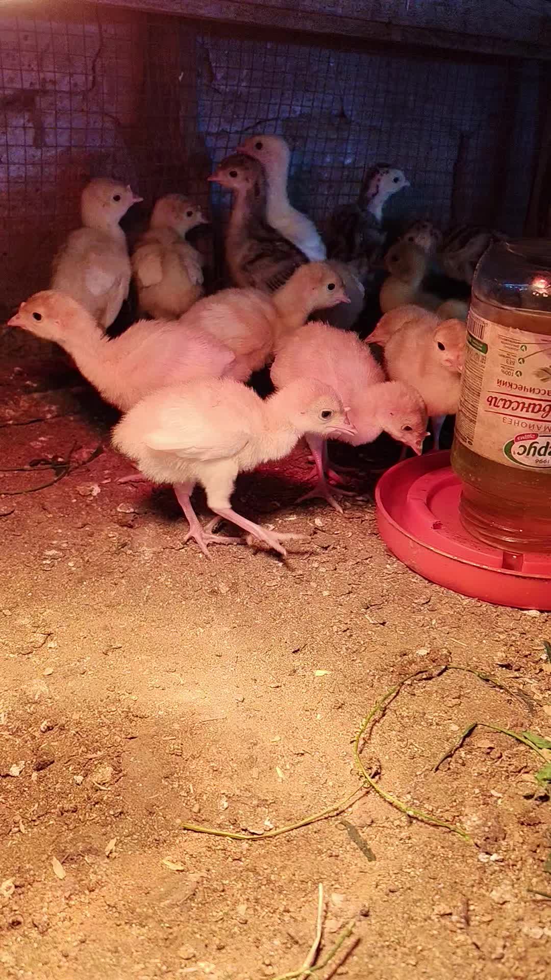 @MAŞTAĞA_QUŞCULUĞ