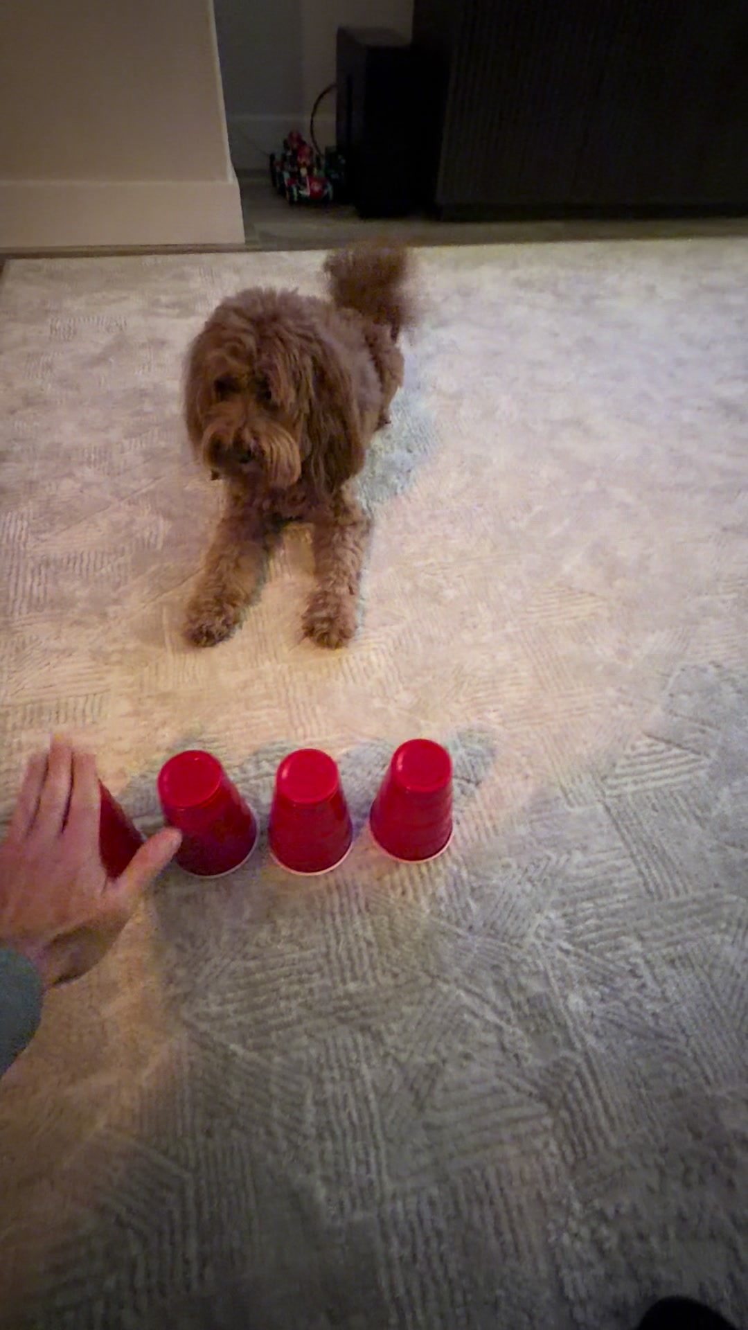 @TuckerTheTurlockDoodle